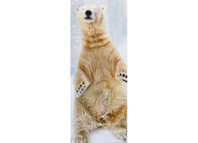 Наклейка на дверь Молодой полярный медведь, сидящий на снегу